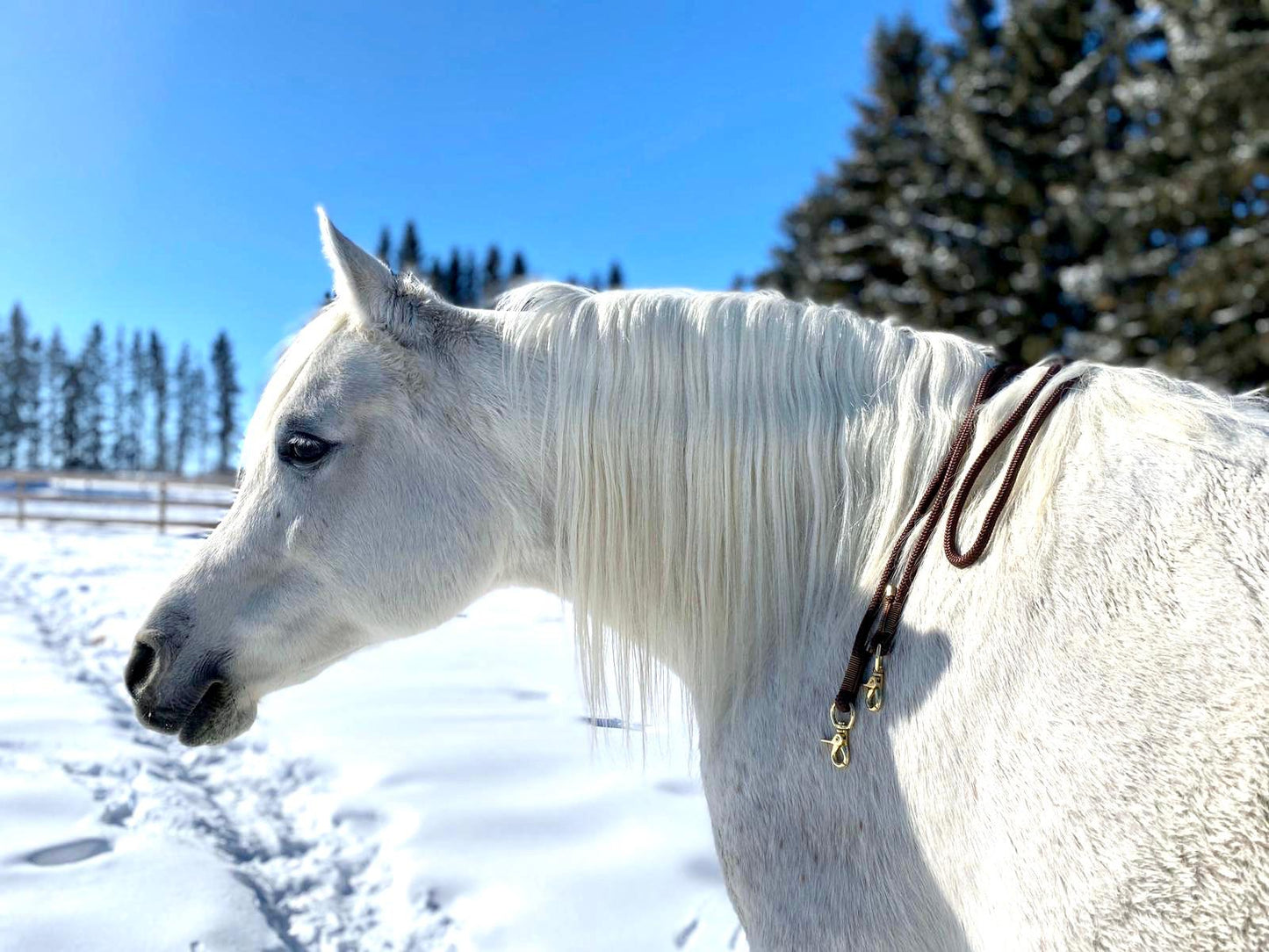 Rope Reins