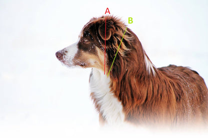 Martingale Collar