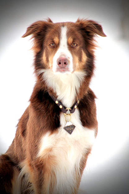 Tag Collar